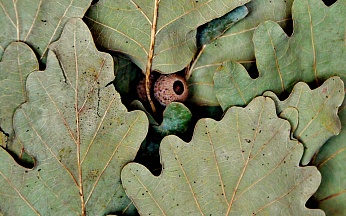 Листья веника Кавказский дуб